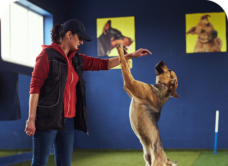 Trainer teaching dog to stand