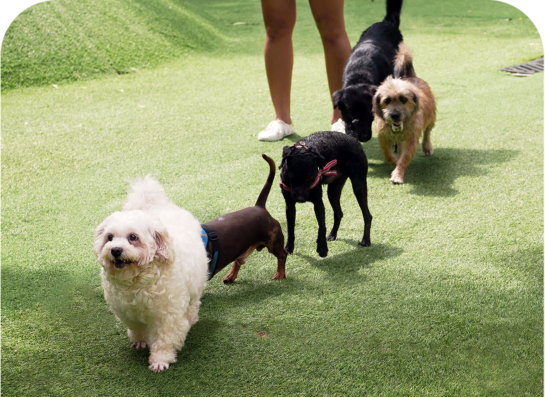 Four dogs walking on green grass