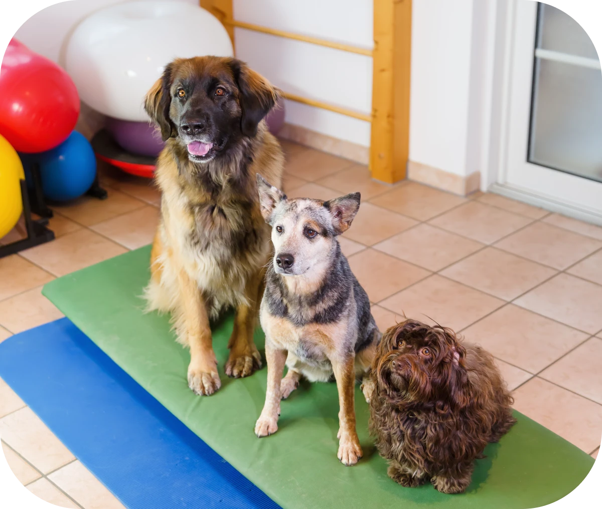 Three dogs sitting on exercise mats