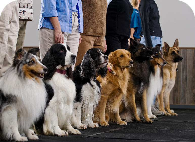Dogs lined up with their owners